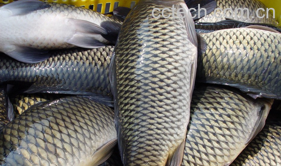 果蔬百科鲤鱼的营养价值与功效-0