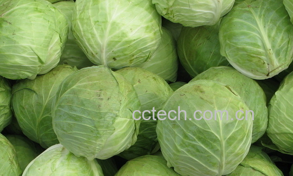 果蔬百科包菜的功效与作用-0