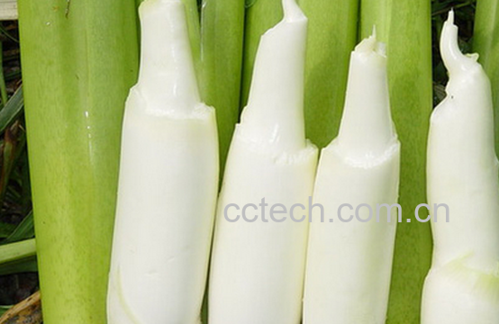 果蔬百科茭白的功效与作用-0