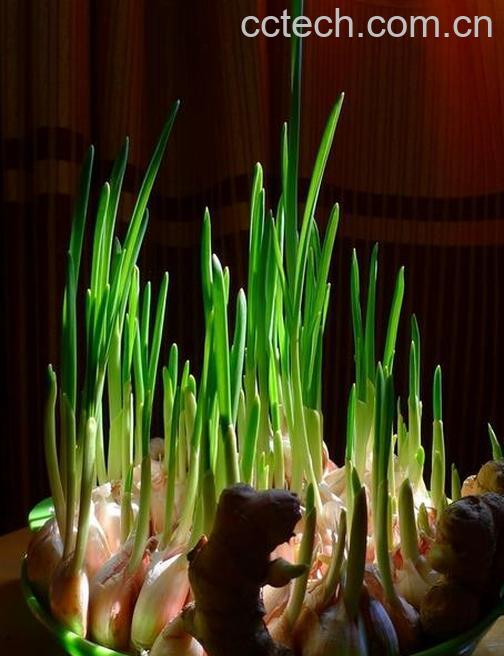 果蔬百科大蒜怎么种 大蒜什么时间种-0