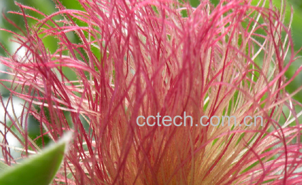 果蔬百科玉米须的药用价值与功效-0