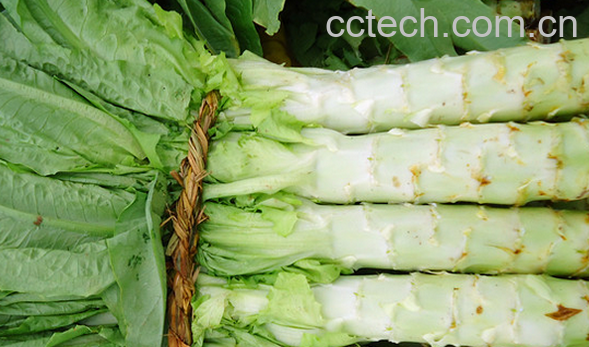 果蔬百科莴苣的功效与作用-0