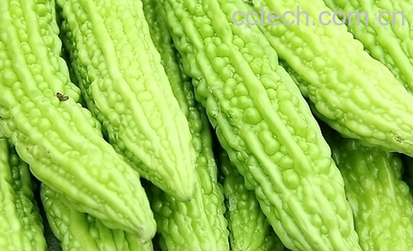 果蔬百科苦瓜的药用价值与功效-0