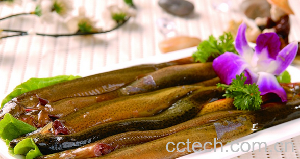 果蔬百科泥鳅的药用价值与功效-0