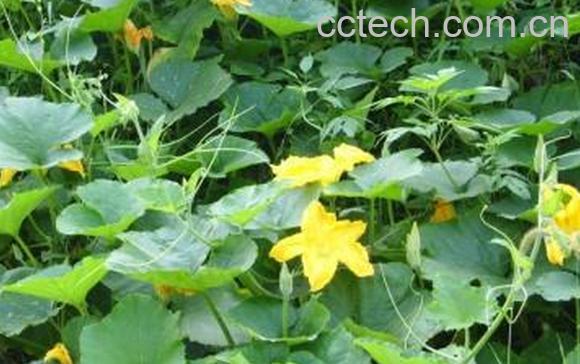 果蔬百科南瓜藤的功效与作用-0