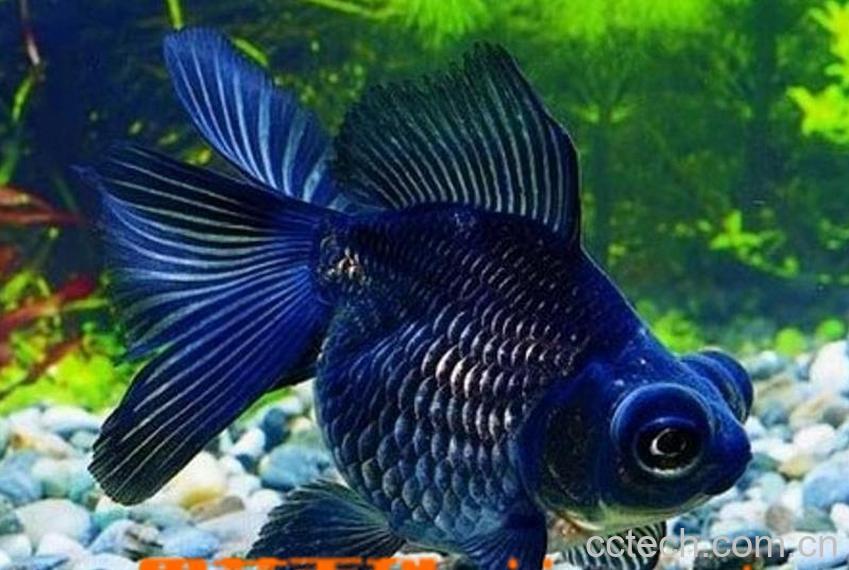 果蔬百科风水鱼图片 风水鱼怎么养-0