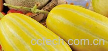 果蔬百科黄金瓜的功效与作用-0