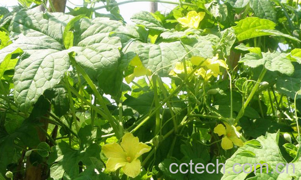 果蔬百科苦瓜藤的功效与作用-0