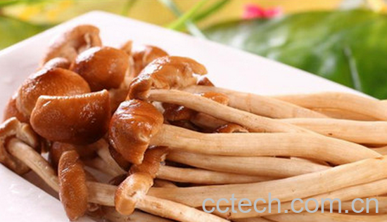 果蔬百科茶树菇的营养价值-0