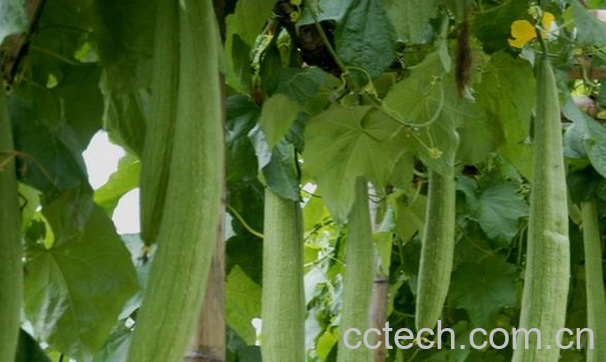 果蔬百科丝瓜的药用功效有哪些-0