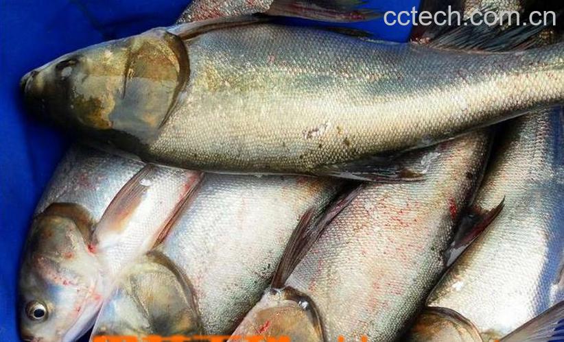 果蔬百科白鲢鱼的做法大全-0