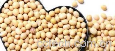 果蔬百科黄豆的功效与作用-0