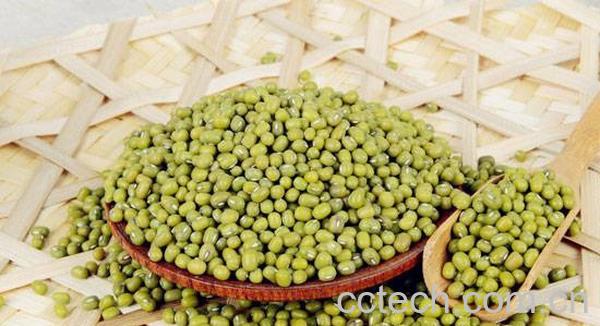 果蔬百科绿豆怎么吃 绿豆的营养价值有哪些-0