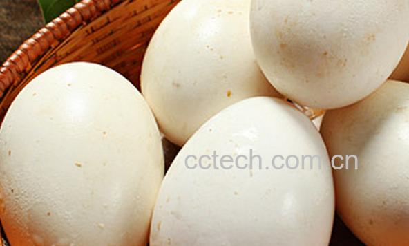 果蔬百科鹅蛋的药用价值与功效-0