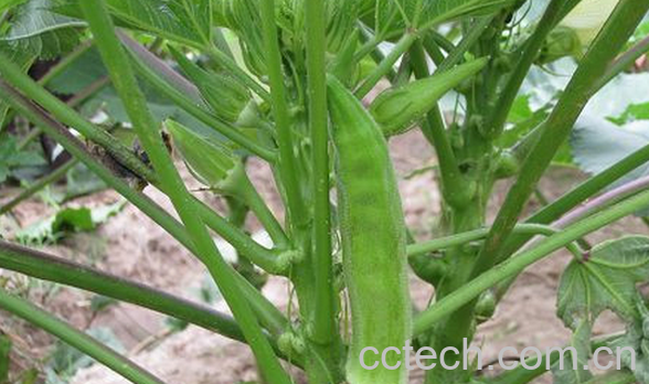 果蔬百科洋辣椒的功效与作用-0