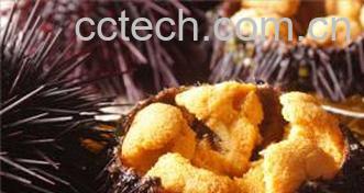 果蔬百科海胆怎么吃最好吃-0