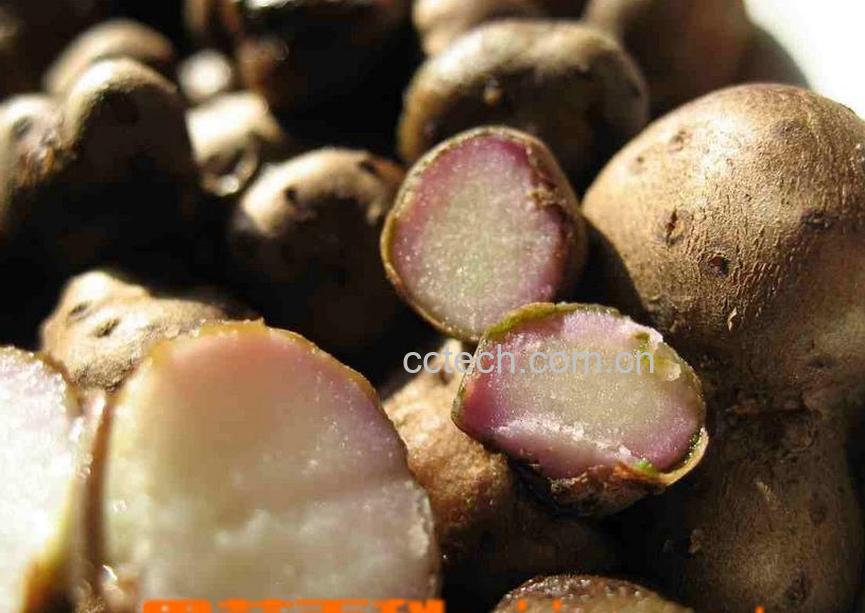 果蔬百科山药豆的功效与作用 山药豆吃法-0