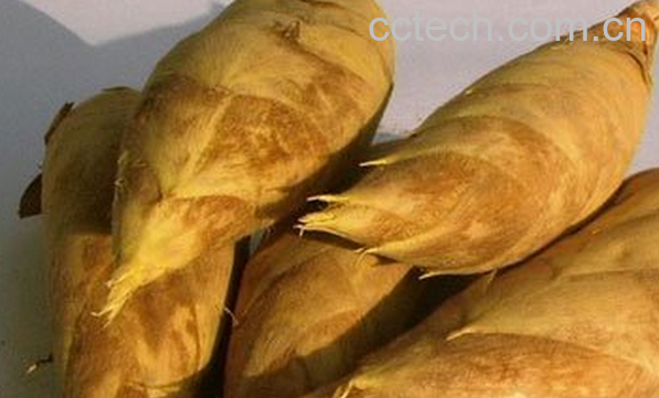 果蔬百科冬笋的功效与作用-0