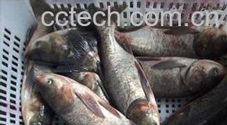 果蔬百科白鲢鱼怎么做好吃-0