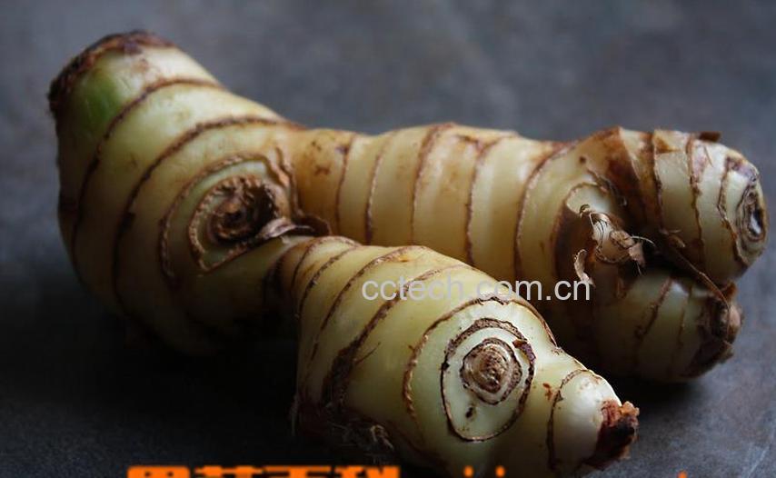 果蔬百科高良姜图片 高良姜的功效与作用-0