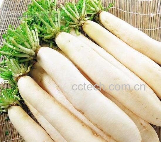 果蔬百科萝卜的功效与作用-0