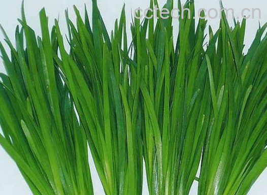 果蔬百科韭菜的药用功效有哪些-0