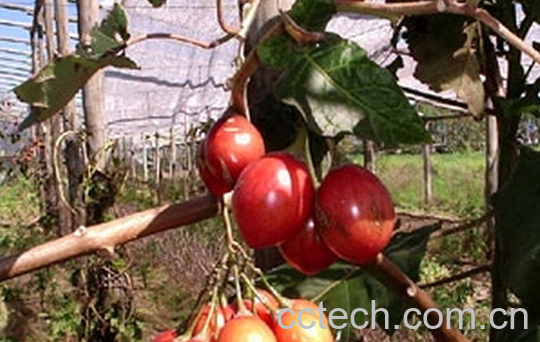 果蔬百科树番茄的功效与作用-0