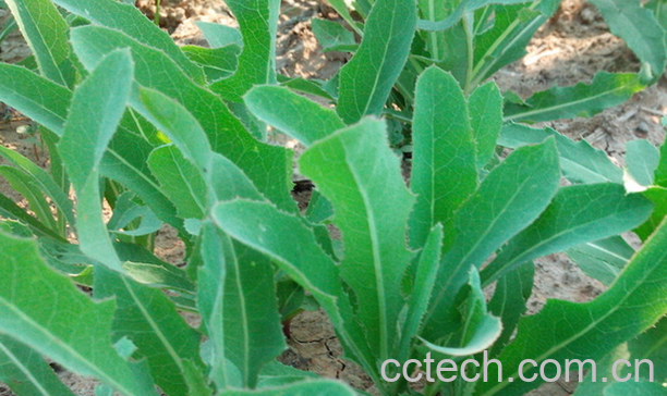 果蔬百科哪些野菜能治病-0