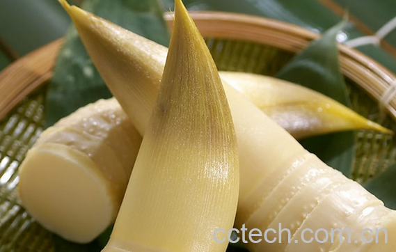 果蔬百科竹笋不能和什么一起吃-0