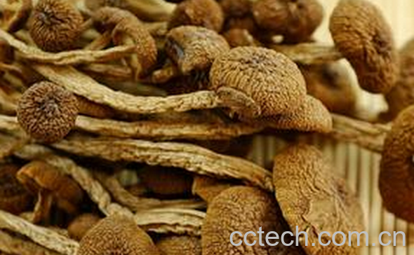 果蔬百科茶树菇的功效与作用-0