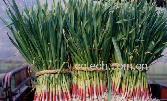 果蔬百科蒜苗的营养价值与功效-0