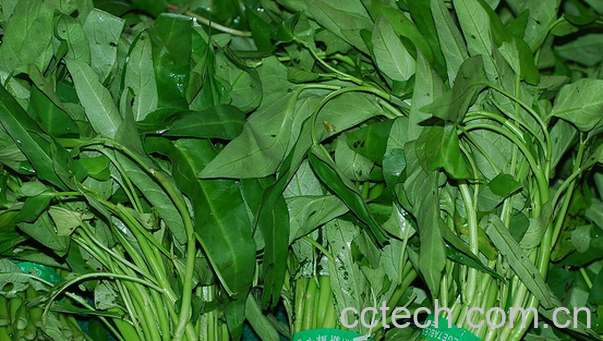 果蔬百科吃空心菜的好处有哪些-0