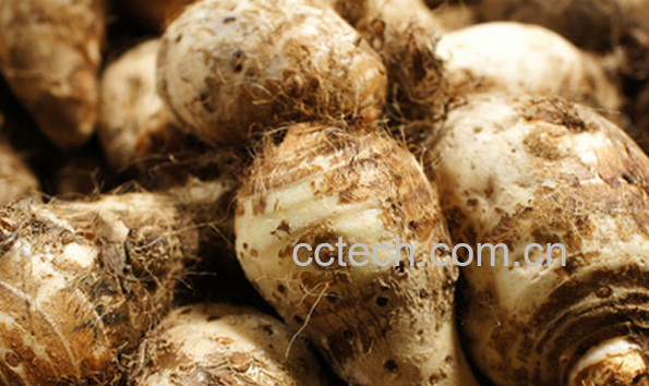 果蔬百科芋头怎么去皮手不痒-0