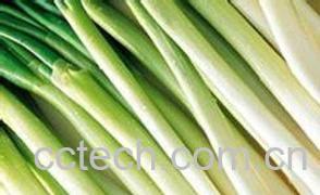 果蔬百科大葱的功效与作用-0