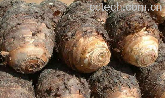 果蔬百科芋头怎么保存-0