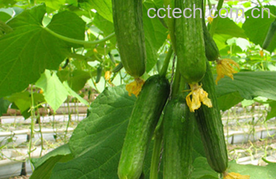 果蔬百科青瓜的功效与作用-0