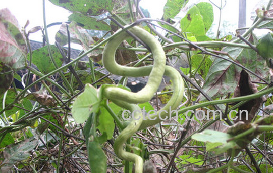 果蔬百科蛇瓜的功效与作用-0