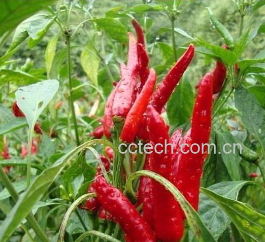 果蔬百科朝天椒的功效与作用-0