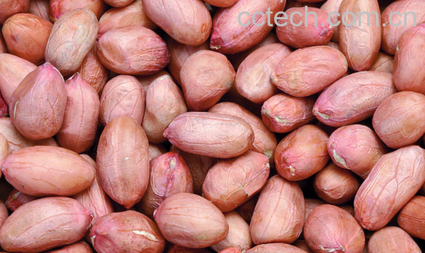 果蔬百科哪些人不宜吃花生-0