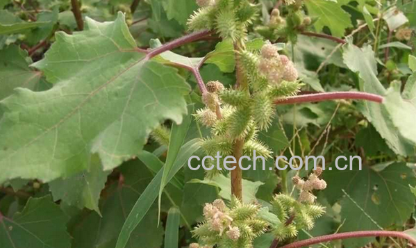 果蔬百科哪些野菜不能吃-0