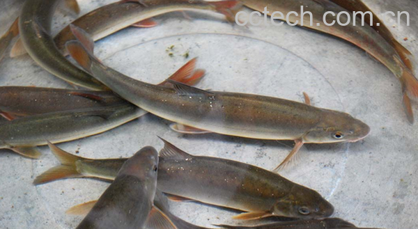 果蔬百科弓鱼的功效与作用-0