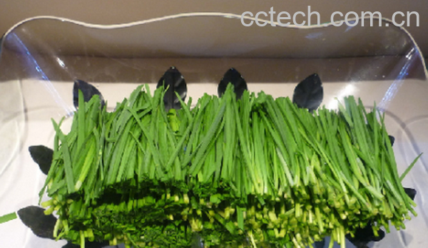 果蔬百科韭菜的药用价值与功效-0