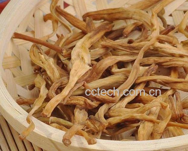 果蔬百科金针菜有什么作用 金针菜与什么相克-0