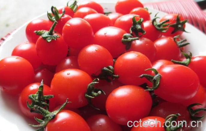 果蔬百科小西红柿的功效与作用-0