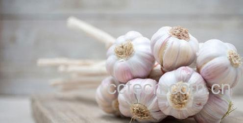 果蔬百科大蒜头的功效与作用-0