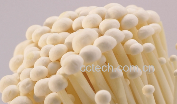 果蔬百科金针菇的营养价值与功效-0