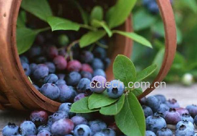 果蔬百科花青素的功效与作用-0