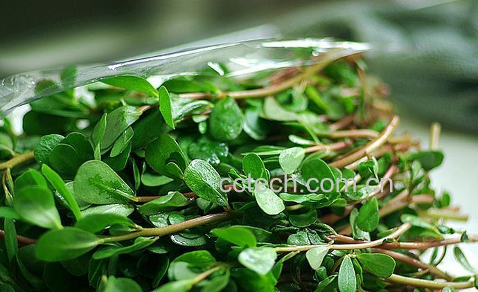 果蔬百科野苋菜的功效与作用-0