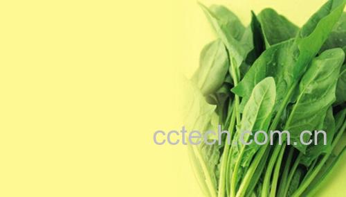 果蔬百科菠菜的营养价值功效和适宜人群-0