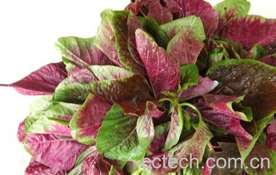 果蔬百科苋菜的功效与作用-0